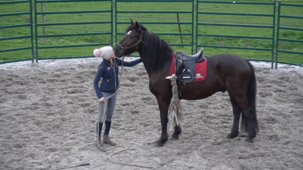 2. Starting Young Horses